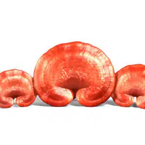 Natur Tanya Szerves Ganoderma tabletta - 60db