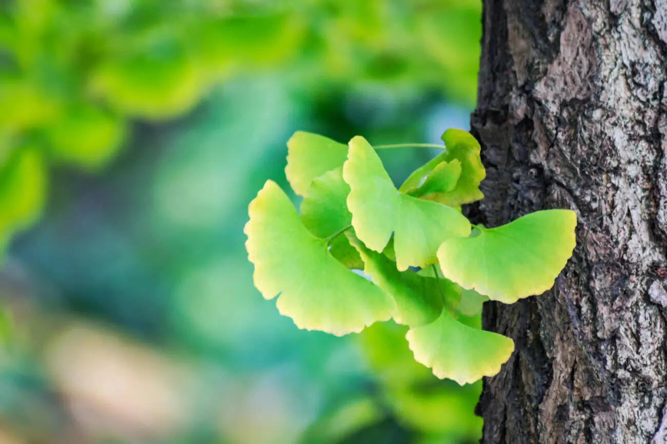 gingko biloba gingko biloba