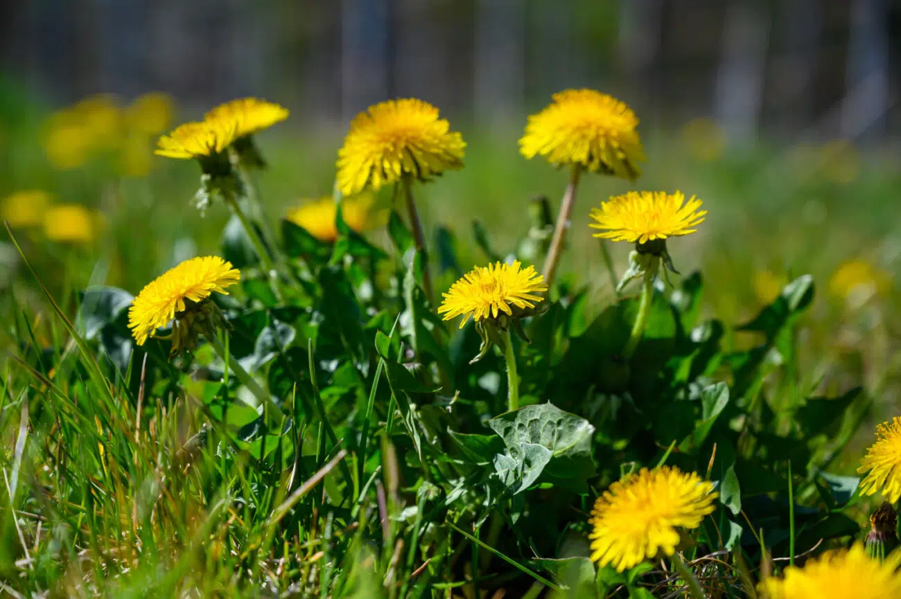 Taraxacum officinale Taraxacum officinale