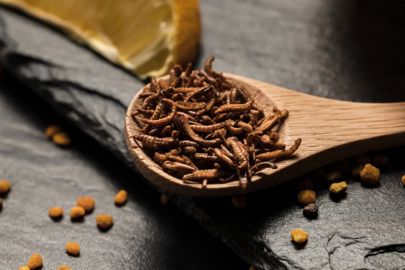 cordyceps cordyceps