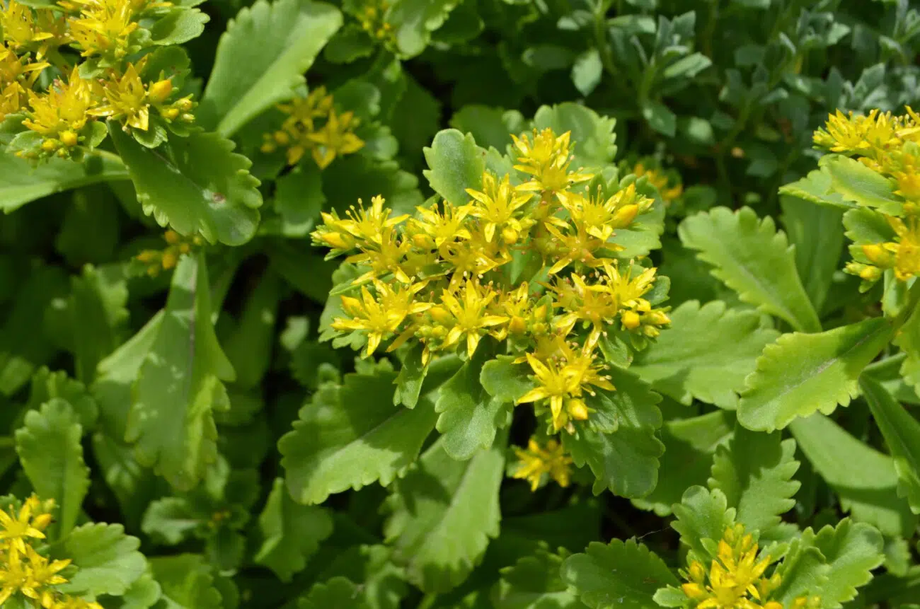 rhodiola rosea rhodiola rosea
