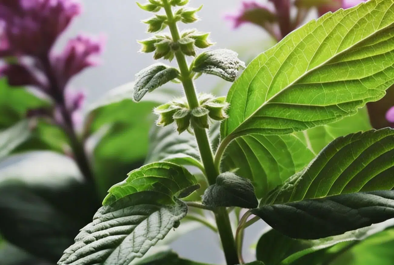 tulsi tulsi