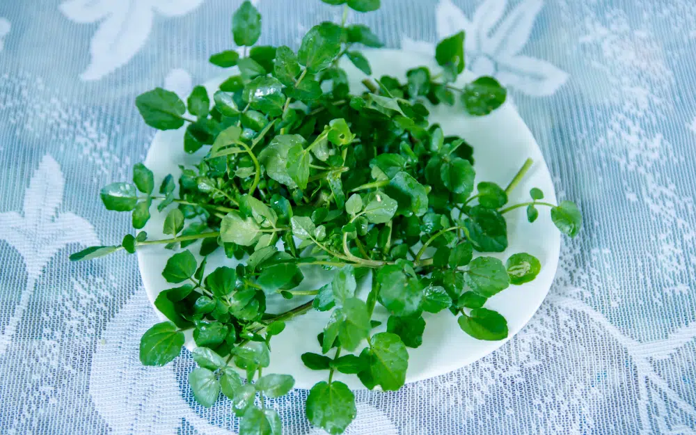 Brahmi Brahmi