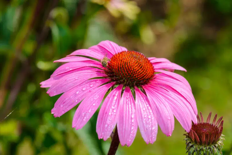 Echinacea mellékhatásai Echinacea mellékhatásai